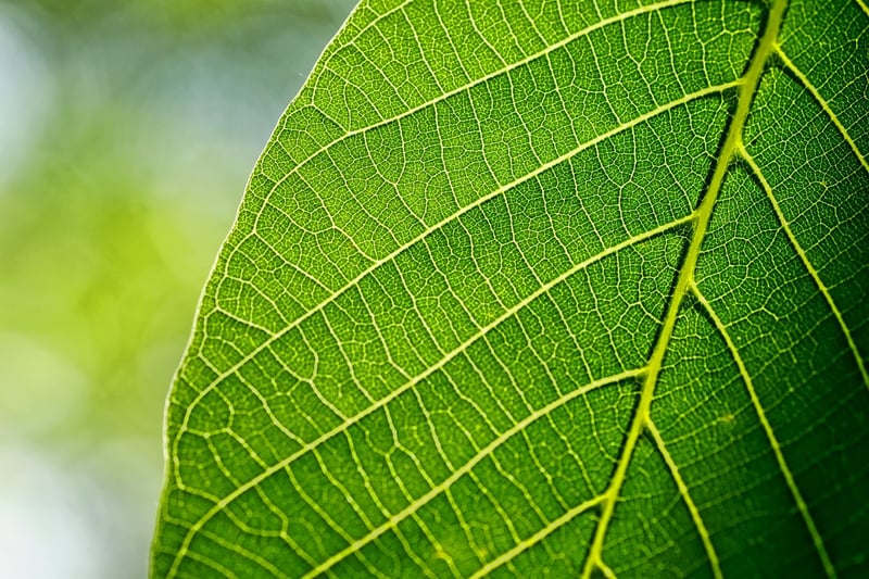 Organic Matter in Soil